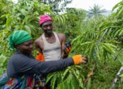 Rp53 Triliun Ekspor Pertanian Afrika Timur Terancam, Hanya 15% Pelaku Usaha Siap Penuhi Aturan Ketertelusuran Uni Eropa