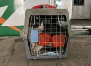 KAI Logistik Kirim Lebih dari 5.200 Hewan Peliharaan selama Periode Nataru 2025/2026