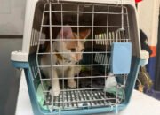 KAI Logistik Catat 13.435 Pengiriman Hewan Saat Ramadan – IdulFitri