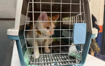 KAI Logistik Catat 13.435 Pengiriman Hewan Saat Ramadan – IdulFitri