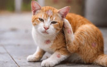 Penyebab dan Cara Atasi Jamur Pada Kucing