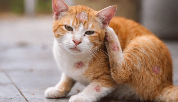 Penyebab dan Cara Atasi Jamur Pada Kucing